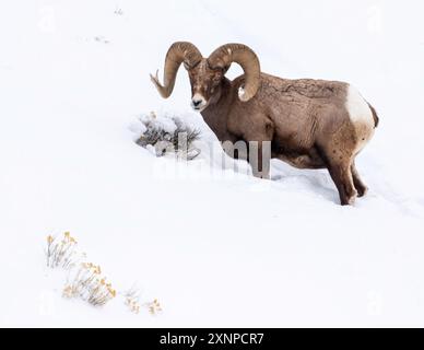 Un mouton Rocky Mountain Bighorn (Ovis canadensis), RAM pâturant dans la neige pendant l'hiver, parc national de Yellowstone, Wyoming Banque D'Images