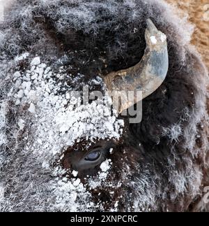 Bison américain dans une tempête hivernale, parc national de Yellowstone, Wyoming Banque D'Images