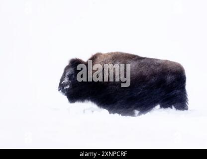 Bison américain dans une tempête hivernale, parc national de Yellowstone, Wyoming Banque D'Images