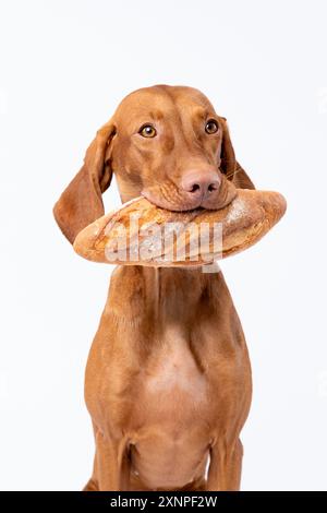 Un chien de la race hongroise Vizsla sur un fond blanc avec du pain Banque D'Images