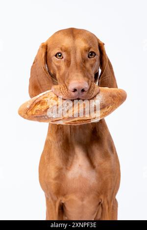 Un chien de la race hongroise Vizsla sur un fond blanc avec du pain Banque D'Images