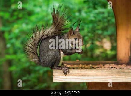 L'écureuil japonais (Sciurus lis) ou l'écureuil des arbres mangeant des graines dans la mangeoire dans la forêt Banque D'Images