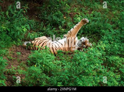 Le tigre de Sibérie ou tigre de l'amour jouissant et couchant dans l'herbe, reposant dans l'extrême-Orient russe, Primorsky kray Banque D'Images