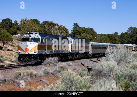 Le Grand Canyon Railway, dirigé par la locomotive 239 (un EMD F40PHR construit à l'origine pour Amtrak), part du dépôt de Grand Canyon Village à destination de Williams Banque D'Images