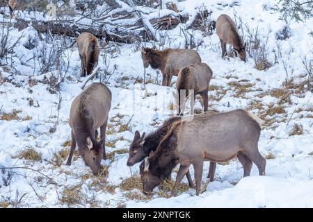 Troupeau de wapitis nord-américains qui paissent dans la neige au parc national Banff, Alberta, Canada Banque D'Images