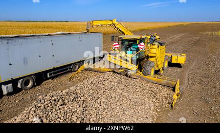 Vue de dessus, sur la machine agricole, chargeur de betteraves comme transfert de racines de betteraves à sucre matures fraîchement récoltées, du gros tas sur le sol au camion tra Banque D'Images