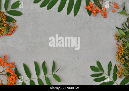 Cadre fait de cendres de montagne et de feuilles vertes avec un espace vide au milieu pour remplir de contenu. Vue de dessus, fond gris. Banque D'Images