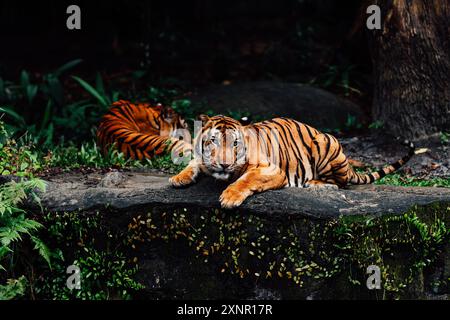 Deux tigres du Bengale reposant sur un rocher dans un écrin de forêt verdoyante Banque D'Images