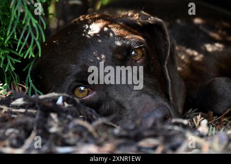 Tête de chien brun couché sur le sol à l'ombre sous la brousse ombragée pendant la chaude journée d'été scrutant avec des yeux curieux Banque D'Images