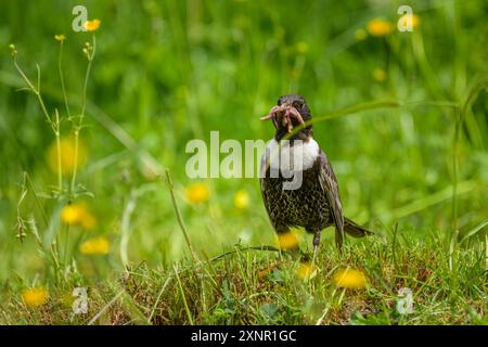 Un anneau Ouzel debout dans un pré, nourriture à la facture, journée ensoleillée en été dans les Alpes autrichiennes Banque D'Images