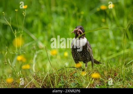 Un anneau Ouzel debout dans une prairie, nourriture à la facture, journée ensoleillée en été dans les Alpes autrichiennes Mühlbach am Hochkönig Autriche Banque D'Images