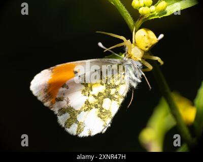 Araignée crabe camouflée comme une fleur jaune capturant un papillon. Banque D'Images