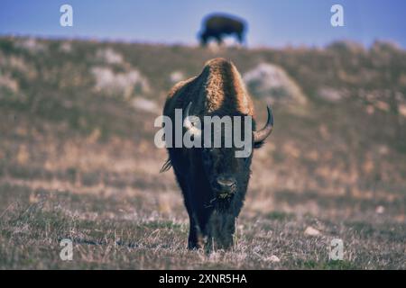 Bison errant dans le parc d'État d'Antelope Island, Utah Banque D'Images