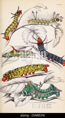 Chenilles plaque peinte à la main tirée du livre Entomology Exotic Moths de Duncan, James, 1804-1861 volume XXXI de la BIBLIOTHÈQUE du NATURALISTE. publié en 1852 Banque D'Images