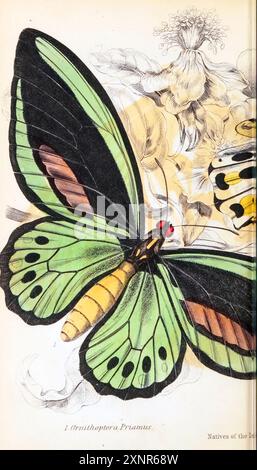 Ornithoptera priamus, l'oiseau vert commun, l'oiseau du Cap York, l'oiseau de Priam, l'oiseau du nord ou l'oiseau de Nouvelle-Guinée est une espèce répandue de papillon oiseau que l'on trouve dans le centre et le sud des Moluques, en Nouvelle-Guinée, dans l'archipel Bismarck, dans les îles Salomon et dans le nord-est de l'Australie. Plaque peinte à la main du livre ENTOMOLOGIE. PAPILLONS ÉTRANGERS. Par Duncan, James, 1804-1861 volume XXXI de la BIBLIOTHÈQUE NATURALISTE. publié en 1852 Banque D'Images