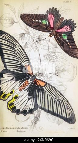 Papilio memnon, le grand mormon, est un grand papillon originaire du sud de l'Asie qui appartient à la famille de la queue d'aronde. Il est largement distribué et compte treize sous-espèces. La femelle est polymorphe et avec des formes mimétiques. Plaque peinte à la main du livre ENTOMOLOGIE. PAPILLONS ÉTRANGERS. Par Duncan, James, 1804-1861 volume XXXI de la BIBLIOTHÈQUE NATURALISTE. publié en 1852 Banque D'Images