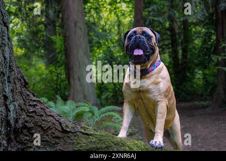 Un chien Bullmastiff debout avec les pattes avant sur un tronc d'arbre dans une forêt verdoyante Banque D'Images