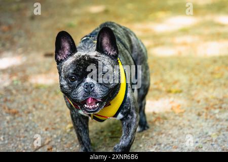 Gros plan d'un bouledogue français portant un harnais jaune marchant par une journée ensoleillée à l'extérieur sur l'île mercer, Washington Banque D'Images