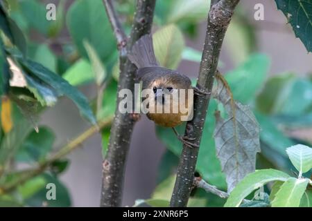 Babbler à la peau noire ou Cyanoderma pyrrhops à Binsar dans l'Uttarakhand, Inde Banque D'Images