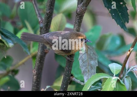 Babbler à la peau noire ou Cyanoderma pyrrhops à Binsar dans l'Uttarakhand, Inde Banque D'Images