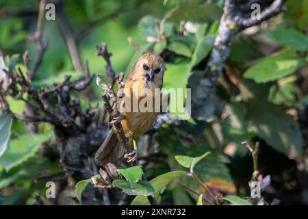 Babbler à la peau noire ou Cyanoderma pyrrhops à Binsar dans l'Uttarakhand, Inde Banque D'Images