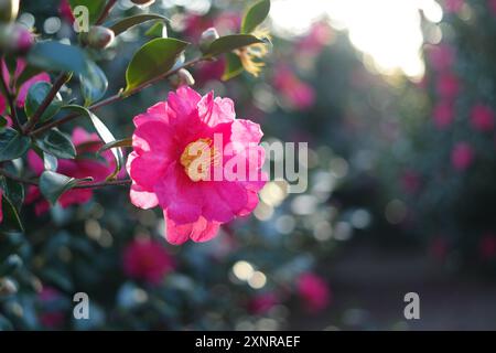 Fleur de camélia fleurissant dans le jardin avec la lumière du soleil Banque D'Images