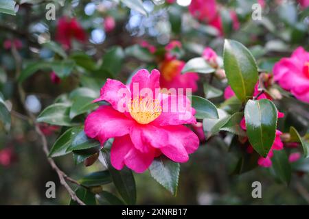 Fleur de camélia fleurissant dans le jardin avec la lumière du soleil Banque D'Images