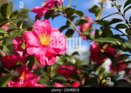 Fleur de camélia fleurissant dans le jardin avec la lumière du soleil Banque D'Images