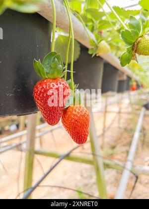 Gros plan de fraises mûres et non mûres suspendues à des plantes dans une serre, mettant en évidence les stades de croissance du fruit. Banque D'Images