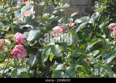 Copenhague/ Danemark/ 02 août 2024/Fade et assèchement des fleurs de rose et des plants de rose dans la capitale danoise. (Photo. Francis Joseph Dean/Dean Pictures) (non destiné à un usage commercial) Banque D'Images