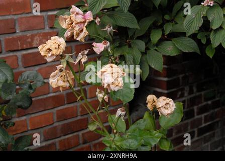 Copenhague/ Danemark/ 02 août 2024/Fade et assèchement des fleurs de rose et des plants de rose dans la capitale danoise. (Photo. Francis Joseph Dean/Dean Pictures) (non destiné à un usage commercial) Banque D'Images