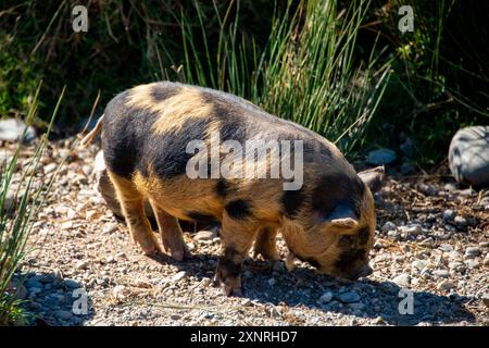 Kunekune Pig à Deer Park Heights - Nouvelle-Zélande Banque D'Images