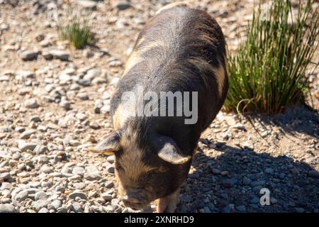 Kunekune Pig à Deer Park Heights - Nouvelle-Zélande Banque D'Images