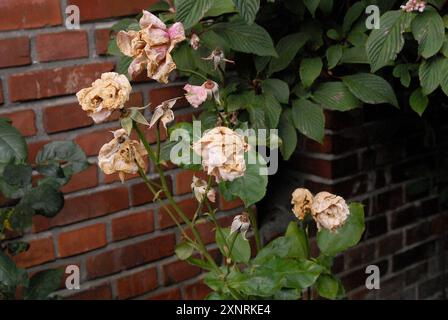 Copenhague/ Danemark/ 02 août 2024/Fade et assèchement des fleurs de rose et des plants de rose dans la capitale danoise. Photo. Francis Joseph Dean/Dean images non destinées à un usage commercial Banque D'Images