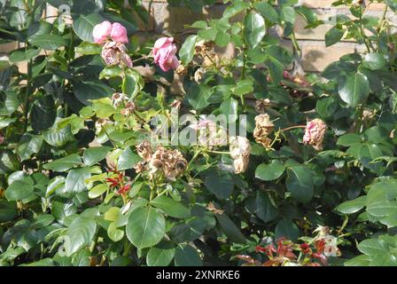 Copenhague/ Danemark/ 02 août 2024/Fade et assèchement des fleurs de rose et des plants de rose dans la capitale danoise. Photo. Francis Joseph Dean/Dean images non destinées à un usage commercial Banque D'Images