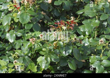 Copenhague/ Danemark/ 02 août 2024/Fade et assèchement des fleurs de rose et des plants de rose dans la capitale danoise. Photo. Francis Joseph Dean/Dean images non destinées à un usage commercial Banque D'Images