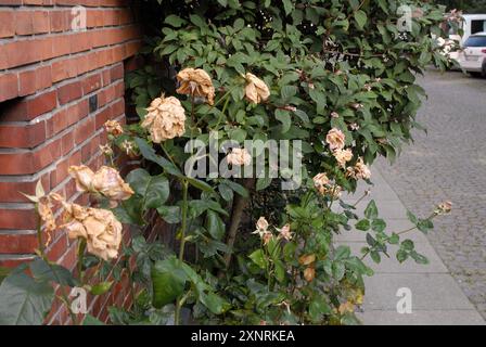 Copenhague/ Danemark/ 02 août 2024/Fade et assèchement des fleurs de rose et des plants de rose dans la capitale danoise. Photo. Francis Joseph Dean/Dean images non destinées à un usage commercial Banque D'Images