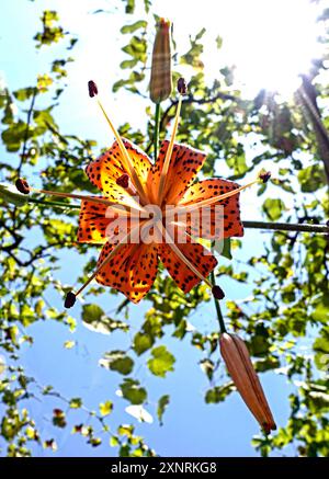 Sunburst Banque D'Images