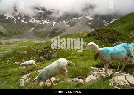 Schafe im Talkessel Cirque de Troumouse im Nationalpark Pyrenäen BEI Gavarnie-Gèdre, Frankreich, Europa | moutons au Cirque de Troumouse, Pyrénées Banque D'Images