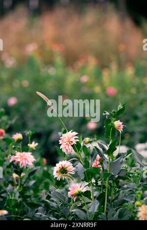 Un champ serein de fleurs sauvages fleuries avec des dahlias roses doux Banque D'Images