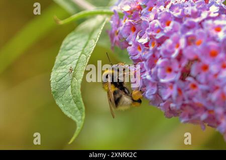 Abeille à miel extrayant le pollen d'un buddleia à floraison violette avec ses pattes stockant le pollen extrait. Banque D'Images