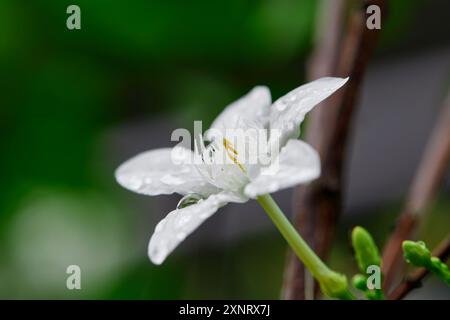 Gros plan de gouttes de pluie sur fleur de jasmin de crêpe blanche Banque D'Images