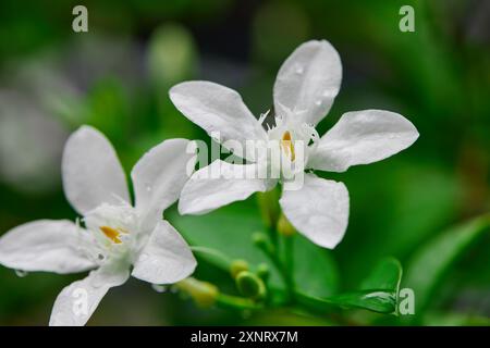 Gros plan de gouttes de pluie sur fleur de jasmin de crêpe blanche Banque D'Images