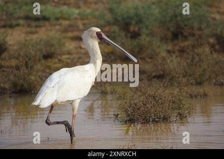 Un Spoonbill africain (Platalea alba) pataugant dans un barrage de ferme sur la Kersvlakte à Namaqualand. Banque D'Images