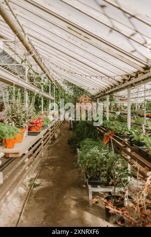 Intérieur d'une serre avec diverses plantes et fleurs en pots Banque D'Images