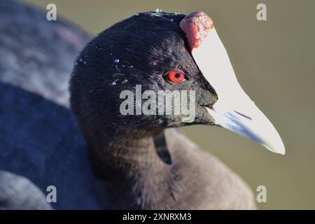 Tête de coot à boutons rouges (Fulica cristata) nageant au barrage de Vierlanden à Durbanville, Afrique du Sud. Banque D'Images