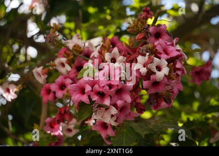 Laceécork arbre fleurs roses ou Brachychiton discolor Banque D'Images