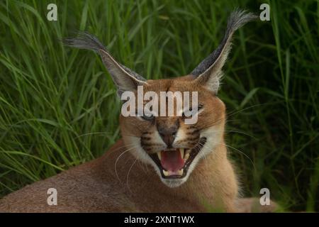 caracal en colère grognant et montrant ses dents Banque D'Images