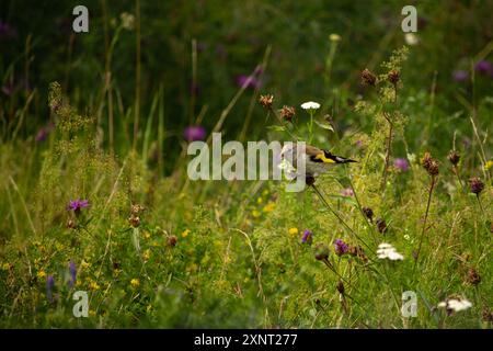 Goldfinch européen, se nourrissant des graines. Nom latin carduelis carduelis, perché sur une branche Banque D'Images