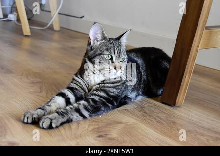 Jeune chat tabby dans une chambre, couché avec les deux pattes avant ensemble. Banque D'Images